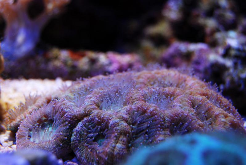 Acan Brain Coral