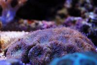 Acan Brain Coral Thumbnail