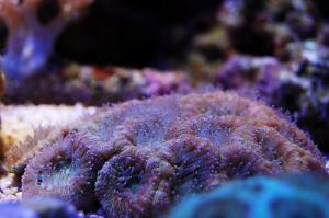 Acan Brain Coral