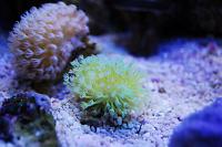 East Afrain Leather Coral Thumbnail