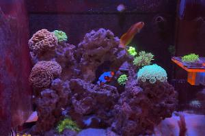 Mixed Reef Thumbnail