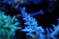 Acropora Coral Thumbnail