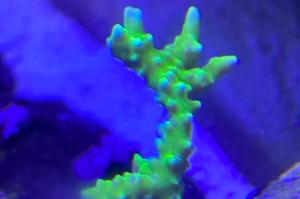 Electric Lemonade Anacropora Thumbnail