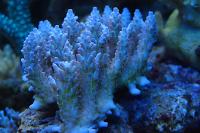 Acropora Coral Thumbnail