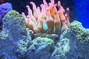 Rose Bubble Tip Anenome Thumbnail