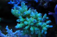 Acropora Coral Thumbnail