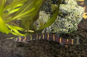 Kuhli loaches Thumbnail