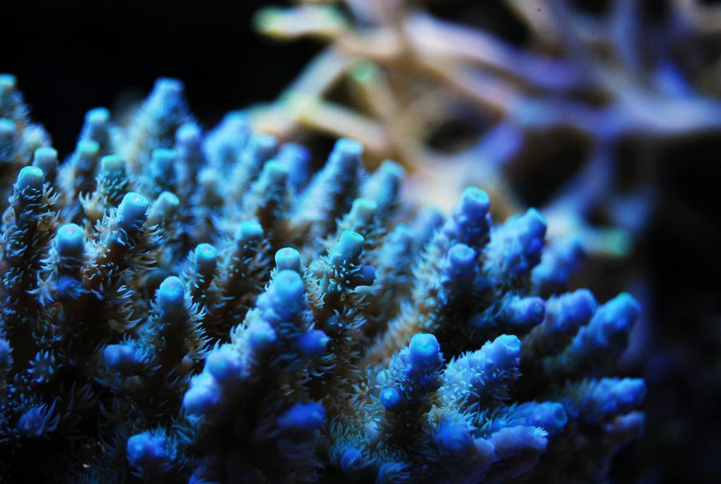 Acropora Coral