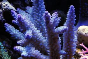 Acropora Coral