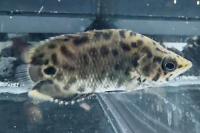 Leopard Ctenopoma Thumbnail