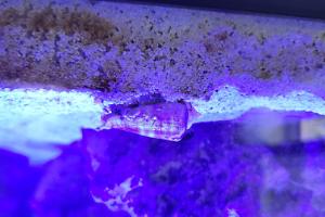 Strawberry Conch Snail Thumbnail