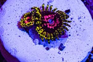 Purple Monster Zoanthid Thumbnail