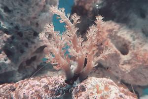 Kenya Tree Coral Thumbnail