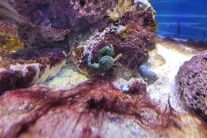 Emerald Crab Thumbnail