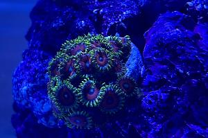 Eagle Eye Zoanthid Thumbnail