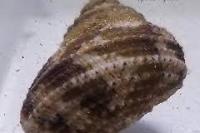 Chestnut Turbo Snail Thumbnail