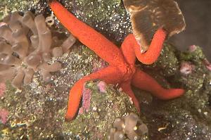 red starfish Thumbnail