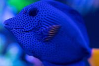 Purple Tang Thumbnail