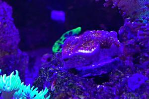 Cosmic cloud acan echinata  Thumbnail