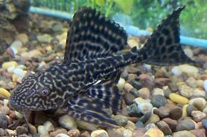 Pleco Thumbnail