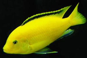 Yellow Lab Cichlid Thumbnail