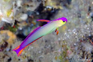 Purple Firefish Thumbnail