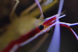 Scarlet Skunk Cleaner Shrimp Thumbnail