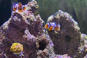 DaVinci Clownfish Thumbnail