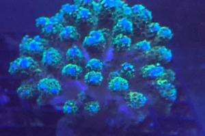 Anacropora Thumbnail