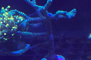 Anacropora Thumbnail