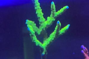 Bio Reef Green Goblin Anacropora Thumbnail