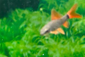 Rainbow Shark Thumbnail