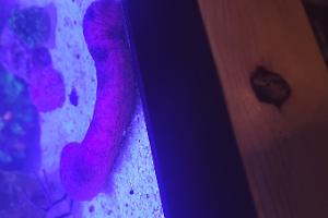 Sea cucumber Thumbnail