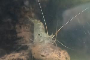 Ghost Shrimp Thumbnail