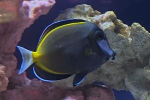 powder brown tang Thumbnail