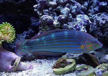 Melanurus Wrasse