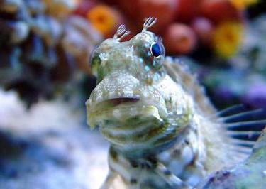 Sailfin Blenny