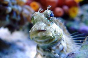 Sailfin Blenny