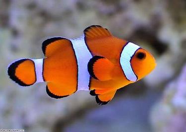 Ocellaris Clownfish