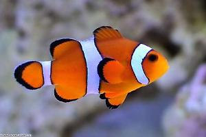 Ocellaris Clownfish