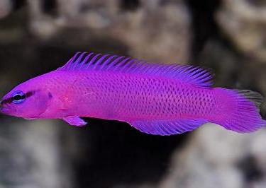 Orchid Dottyback