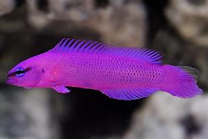 Orchid Dottyback Thumbnail