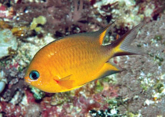 Yellow Damselfish