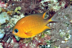 Yellow Damselfish Thumbnail