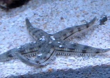 Sand Sifting Sea Star