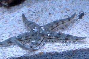 Sand Sifting Sea Star