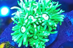 Toxic Green Goniopora Thumbnail