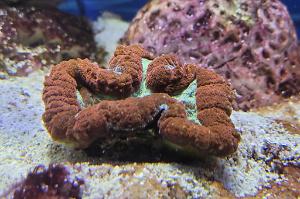 Trachyphyllia Brain Coral Thumbnail