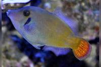 Colored Filefish Thumbnail