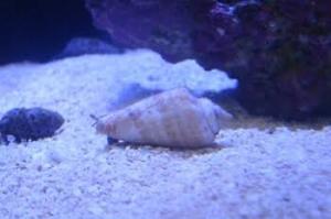 Strombus Snail Thumbnail